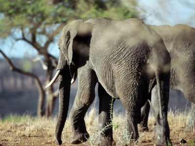 Слоны ,Elephants