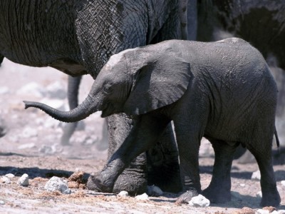 Слоны ,Elephants