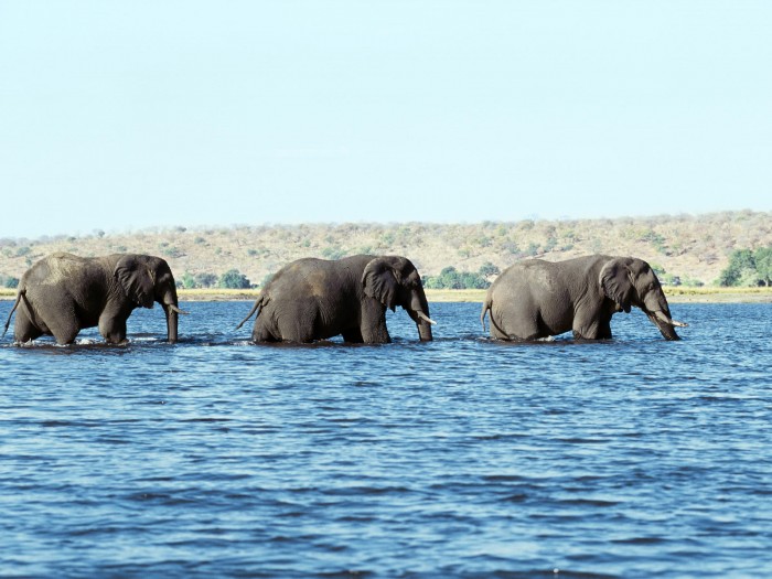 Слоны ,Elephants