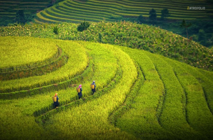 Вьетнам ,Vietnam